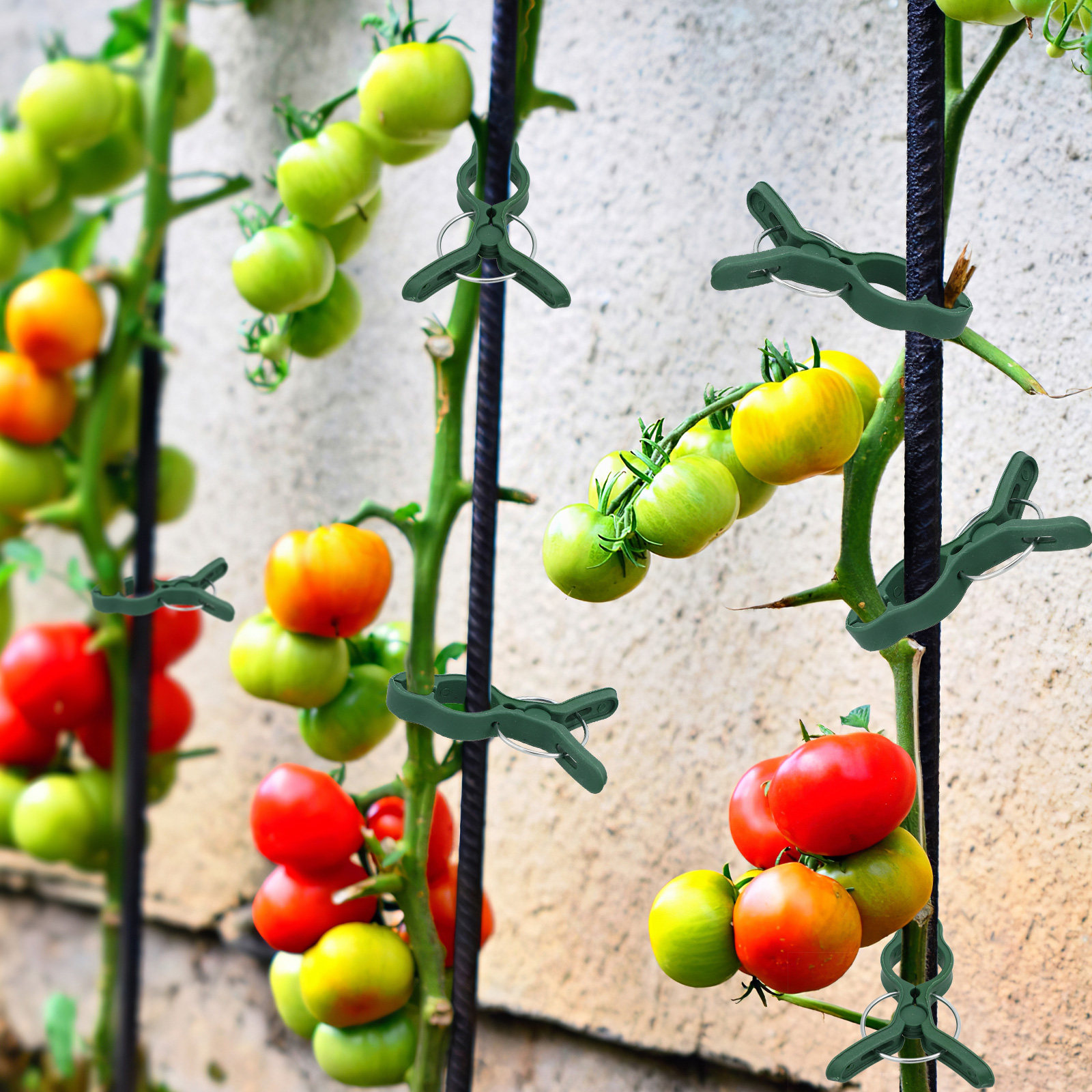 Vine Climbing Plastic - 50Pcs Plastic Garden Plant Clips Tomato