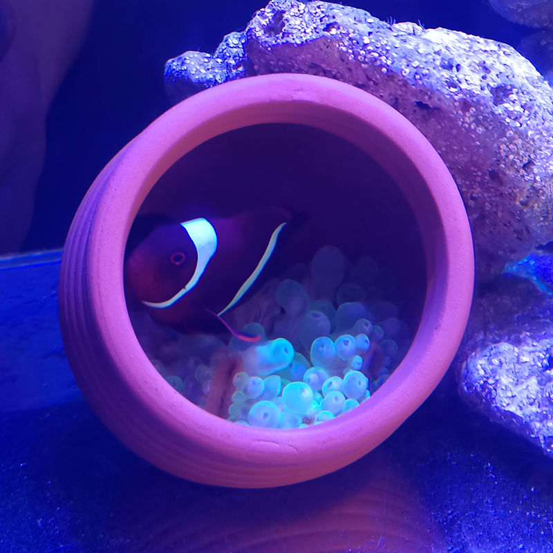 Ceramics Jar Fish Tank Decorat – обзор и цена Hide Cave Ceramic