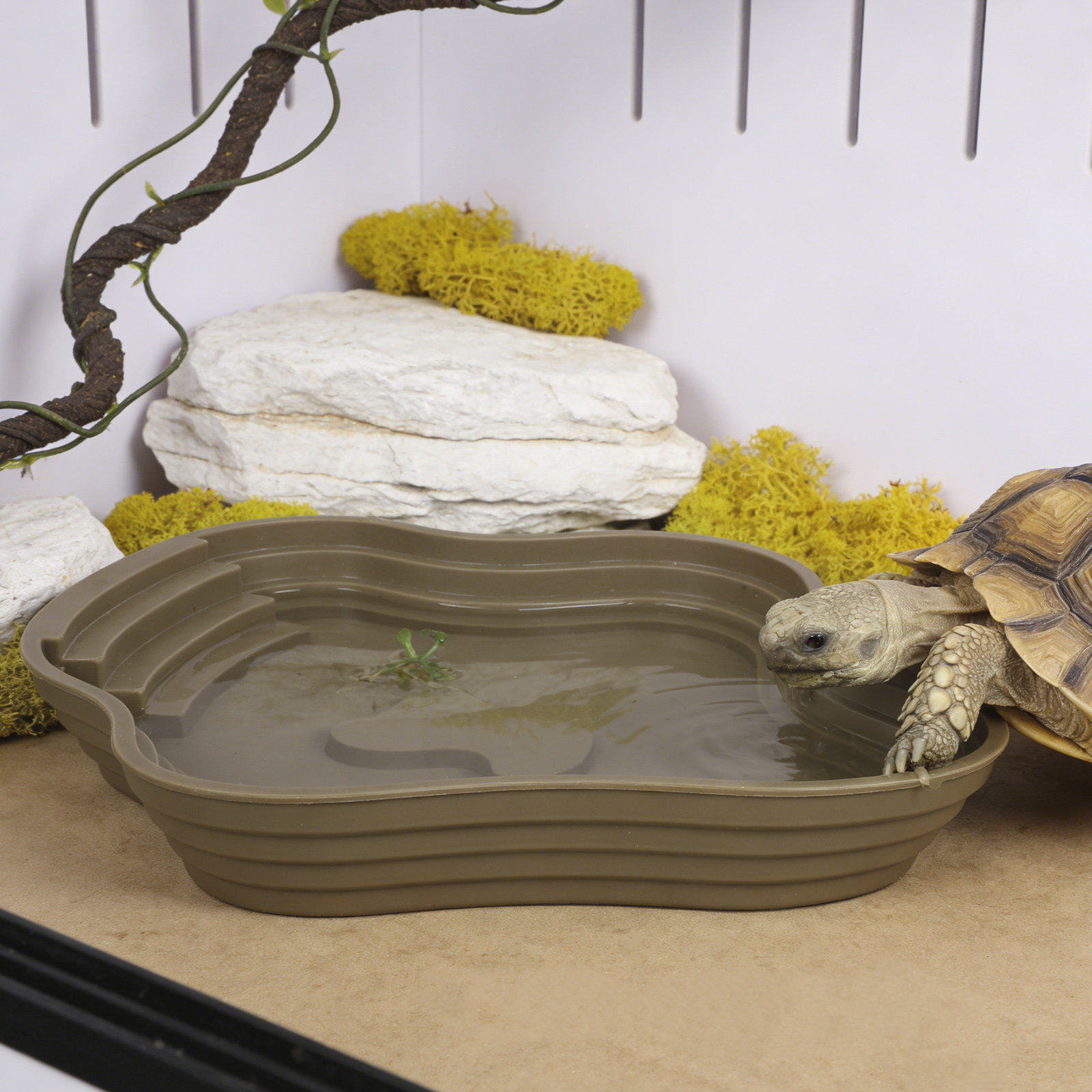 Large Turtle Reptile Bathing P – обзор и цена Water Dish Reptile