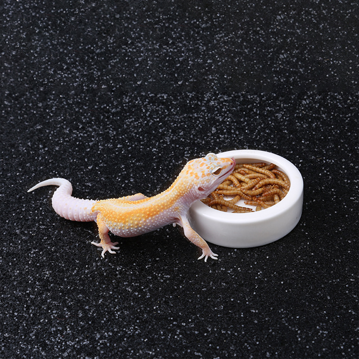 Reptile Food Bowl Feeding and  – обзор и цена Water Dish Reptile