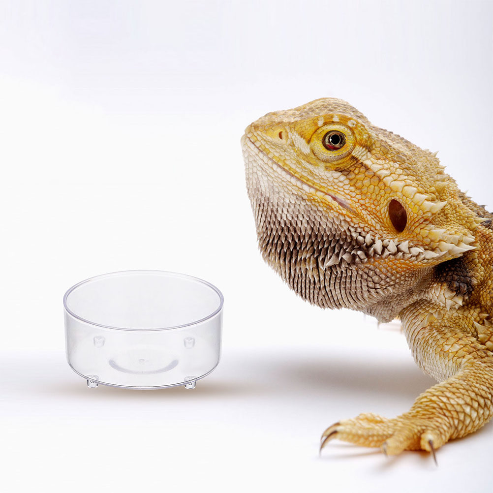 10Pcs Acrylic Reptile Food Dis – обзор и цена Water Dish Reptile